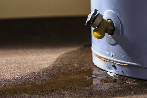 Best Mold removal after water damage  in Dland, MI
