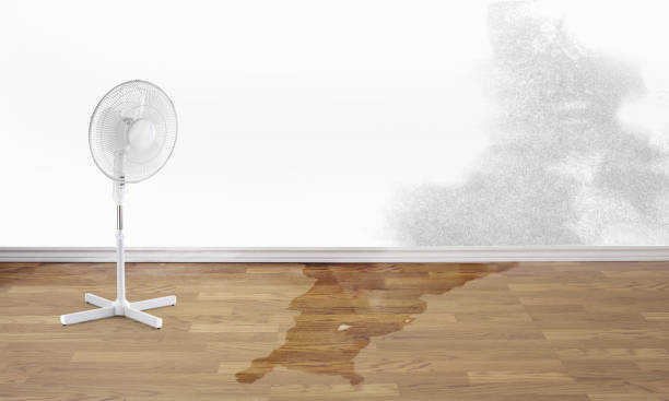 Best Flooded house restoration  in Dland, MI
